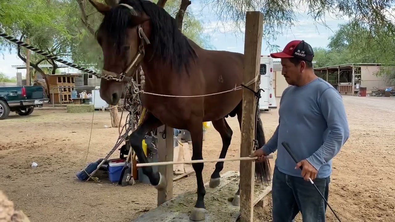 como enseñar a bailar a un caballo por primera vez