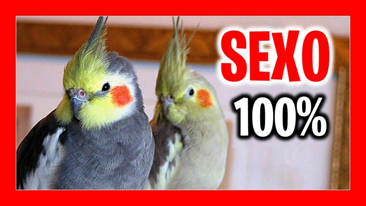 como saber si una ninfa es macho o hembra