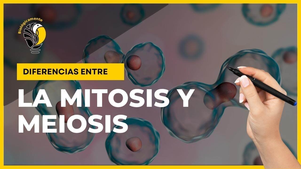 cual es la importancia de la mitosis y meiosis