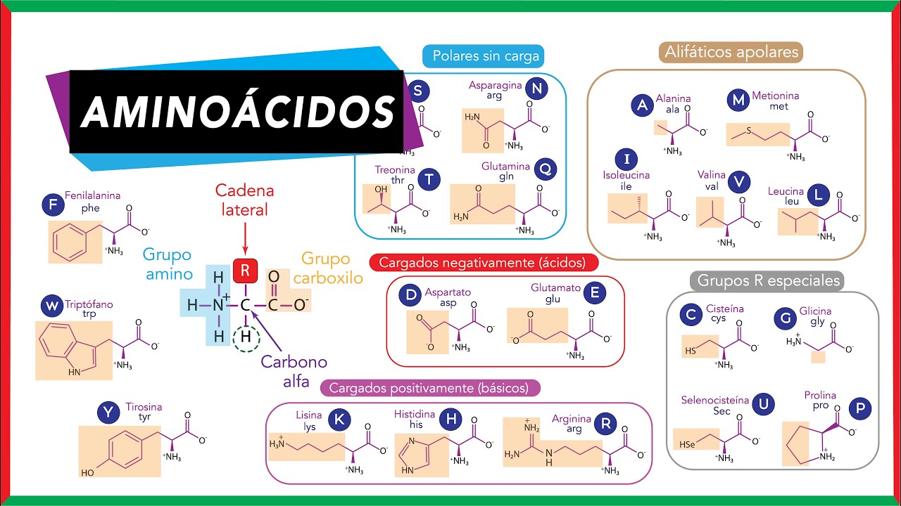 cuales son los aminoacidos no esenciales y su funcion