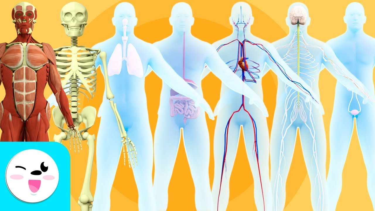 cuerpo humano para niños de 4 a 5 años