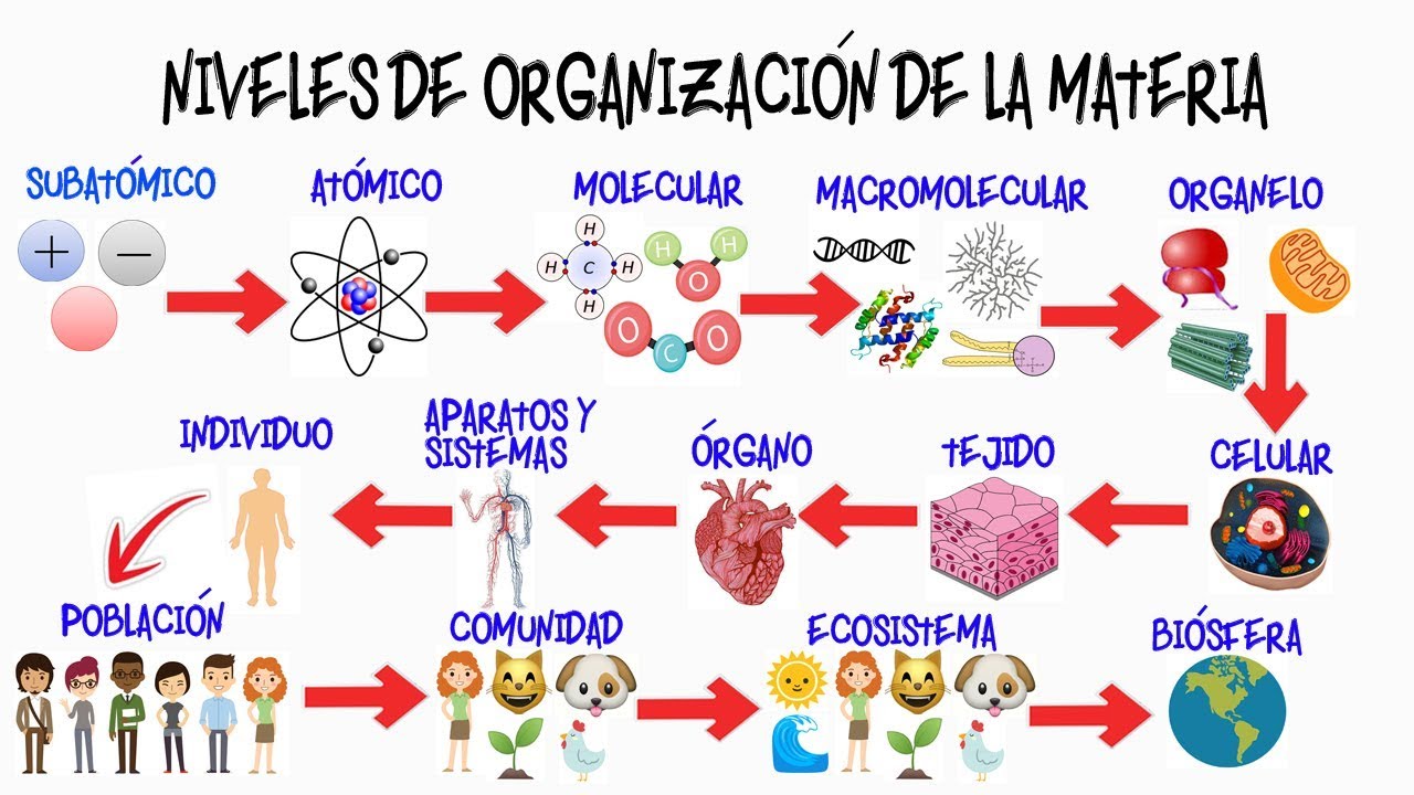 diagrama de niveles de organizacion de la materia