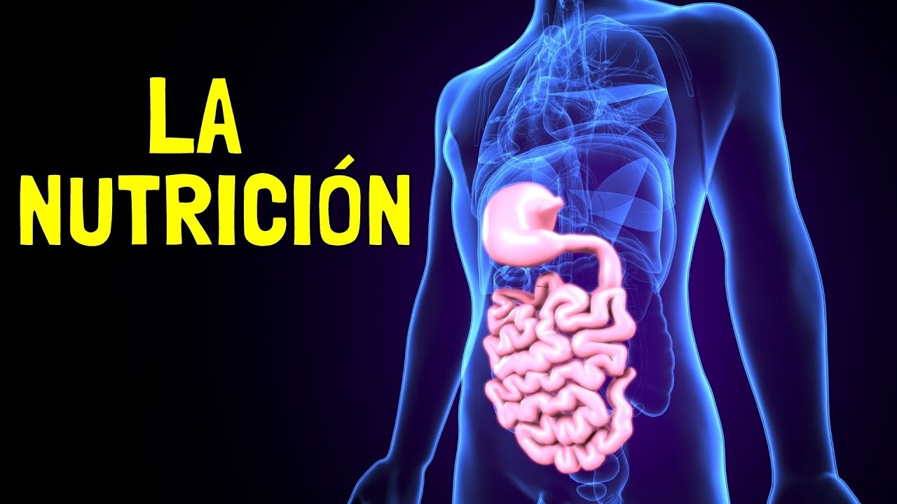 etapas de la nutricion de los seres vivos