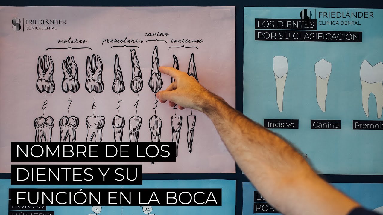 nombre y funcion de cada uno de los dientes