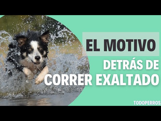 porque mi perro corre de un lado a otro