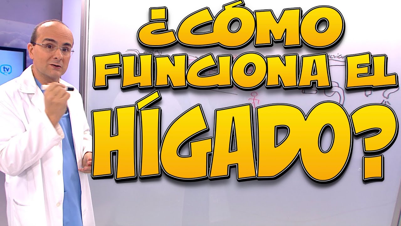 que es el hígado y cuales son sus funciones