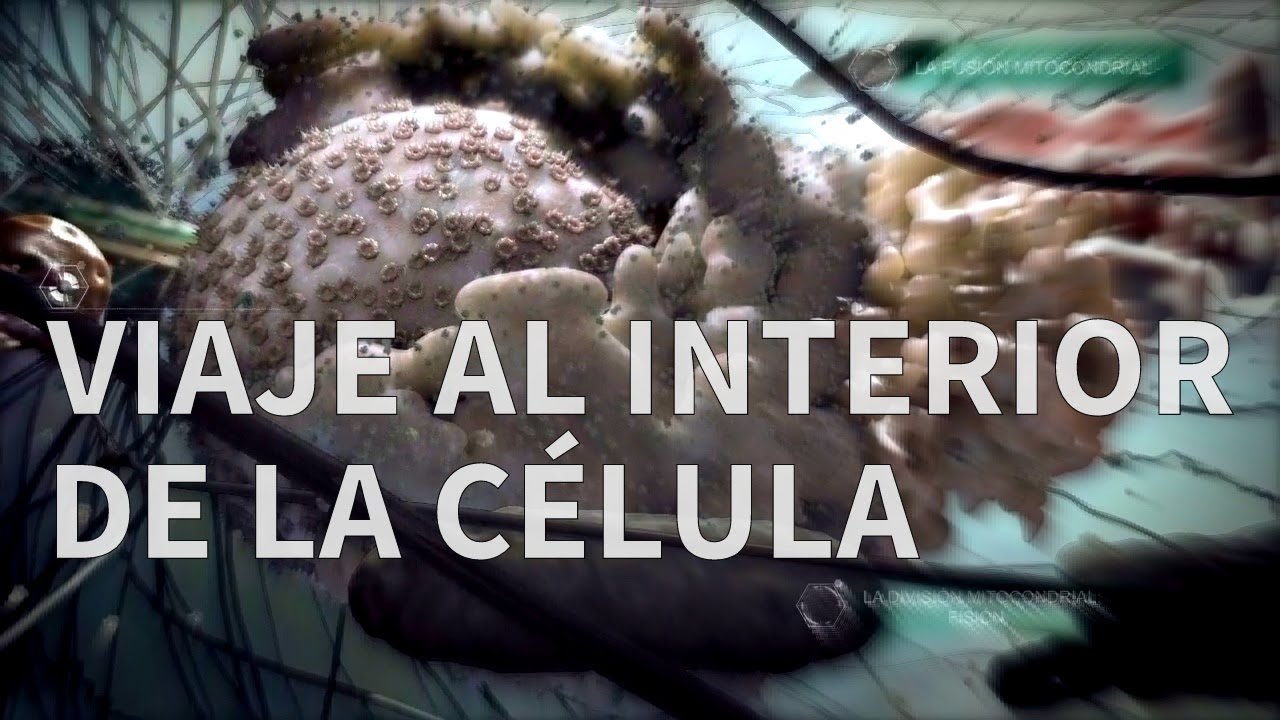 qué hay en el interior de una célula