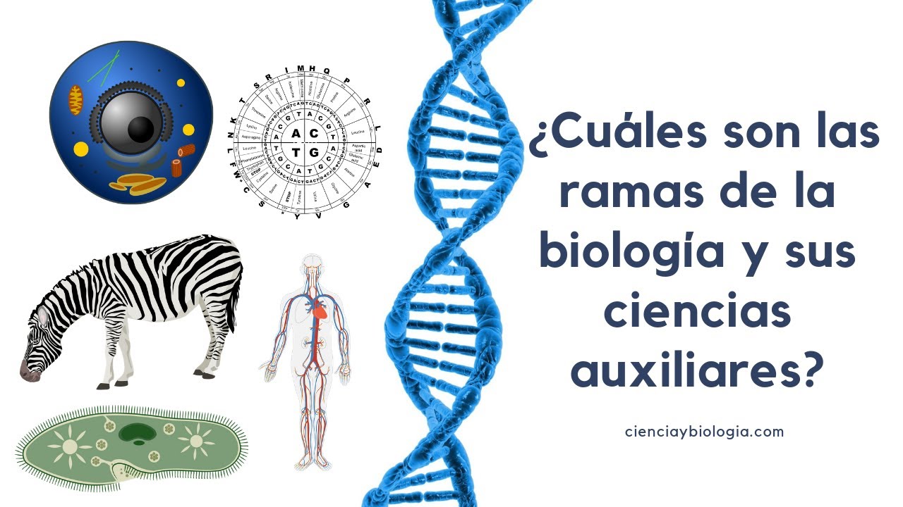 cuales son las ramas auxiliares de la biologia