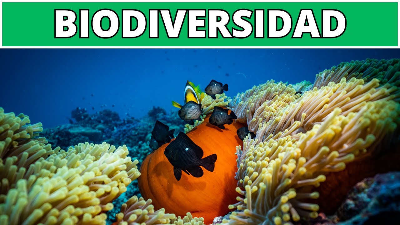 cuáles son los tres niveles de la biodiversidad
