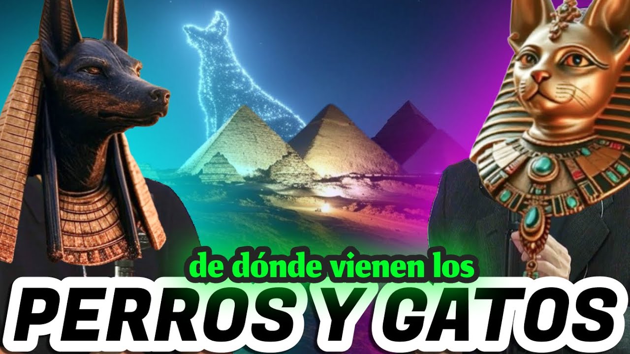 mision de los perros y gatos en la tierra