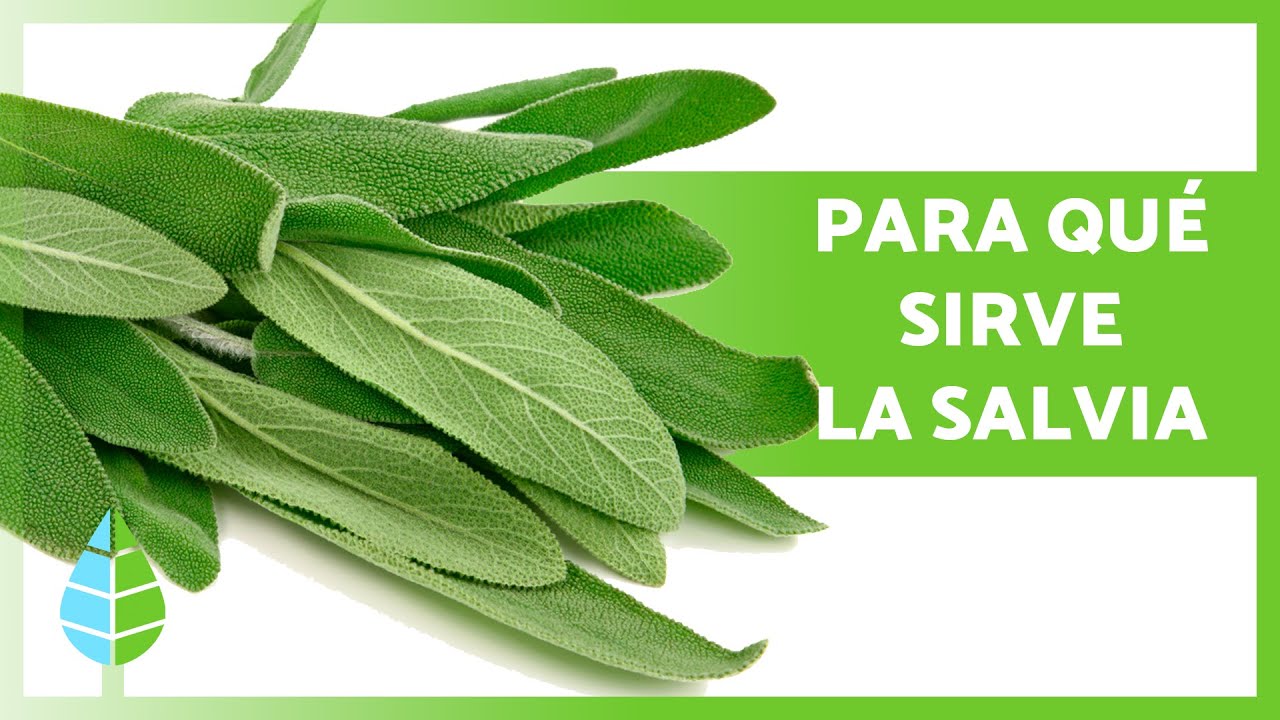 para que sirve la salvia y el romero
