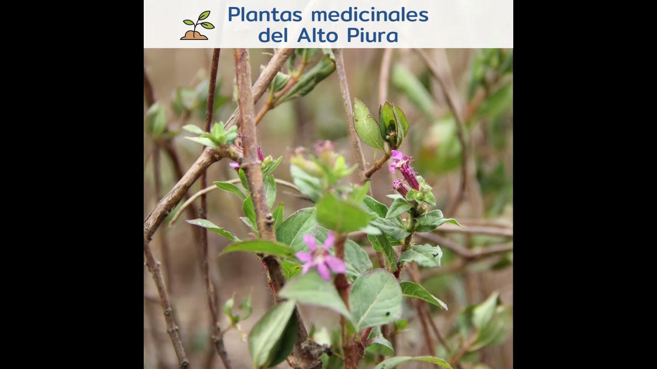 planta medicinal hierba del toro para que sirve