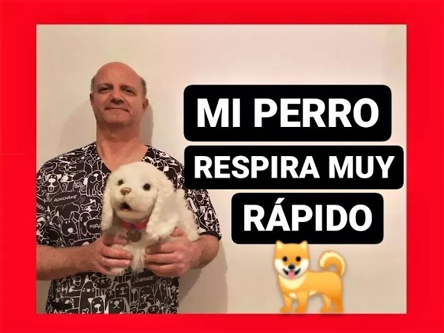 porque mi perro respira rápido y esta decaído