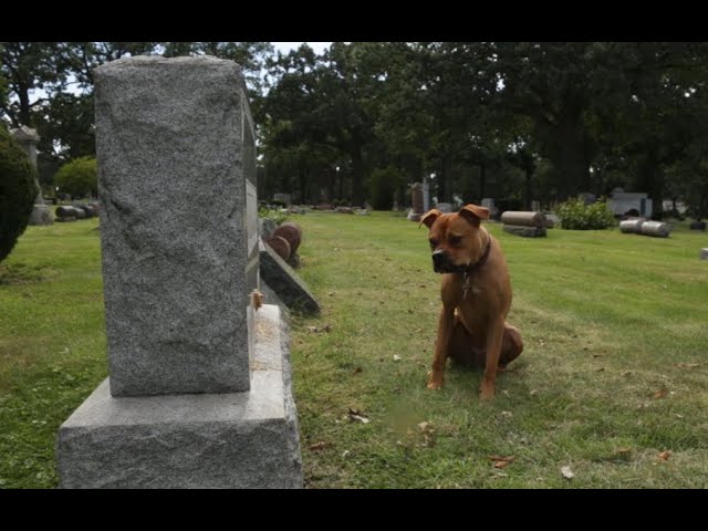carta de un perro a su amo antes de morir