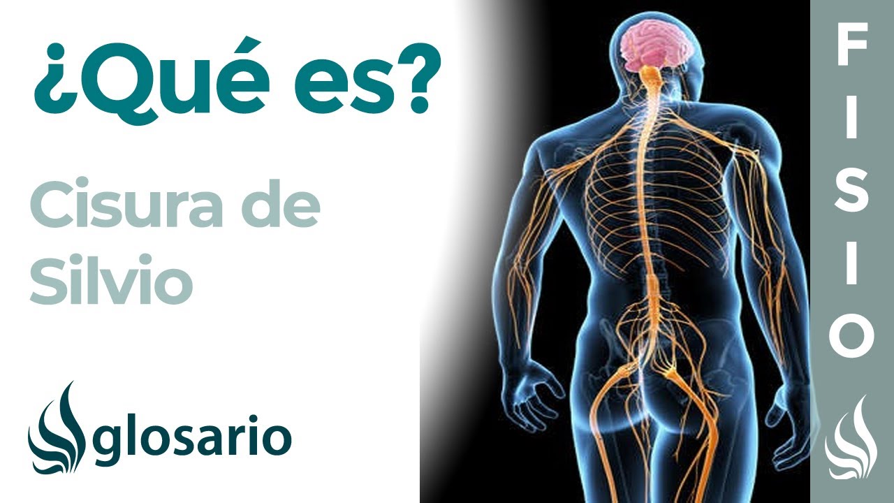 cisura que separa el lobulo frontal del parietal