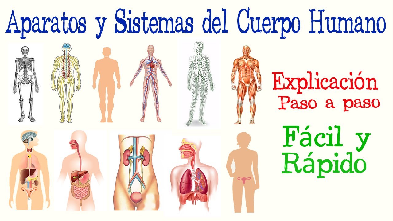 cuidado de los aparatos y sistemas del cuerpo humano