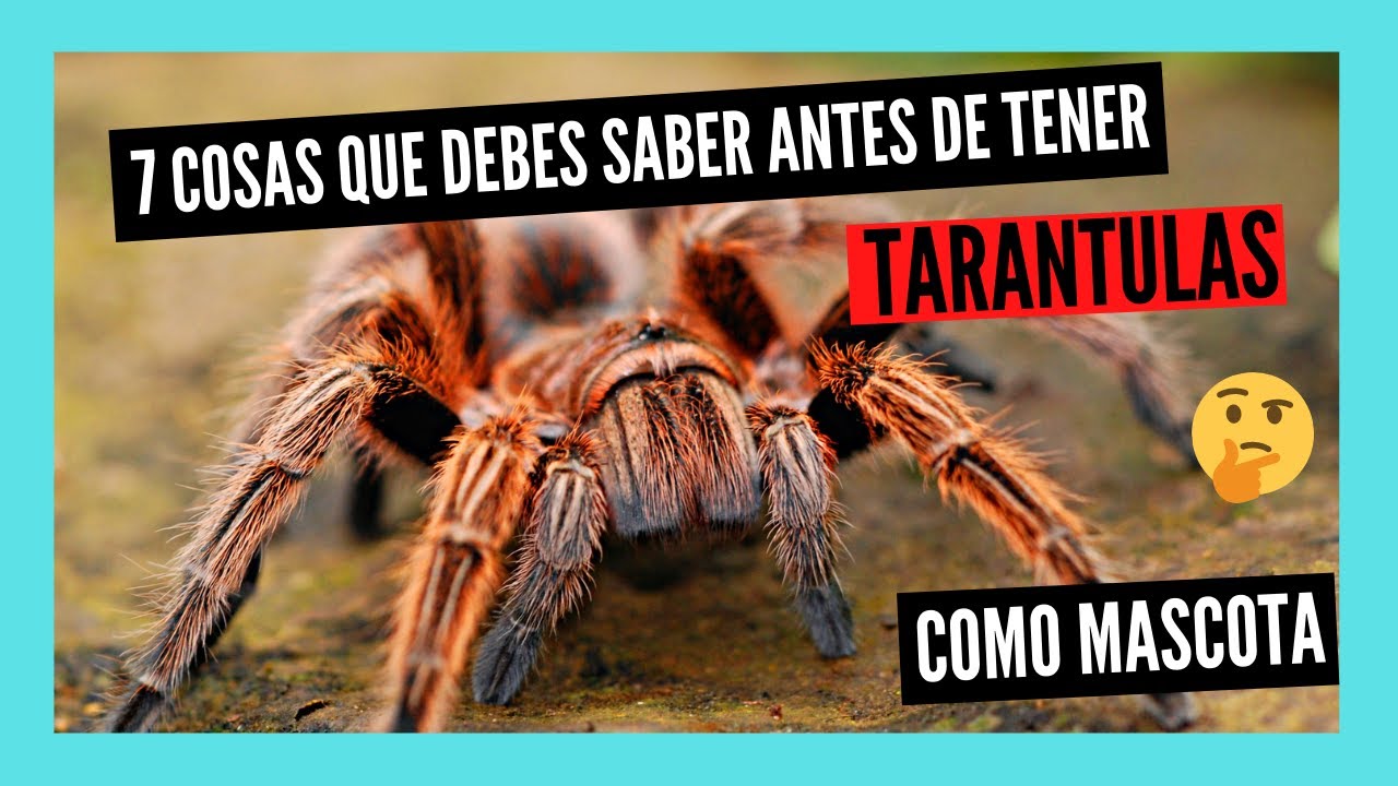 donde vive la tarantula hay mucha o poca agua
