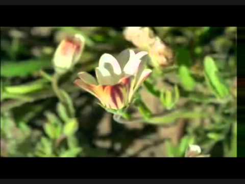 eres un rayo de luz hay amor dulce palabra