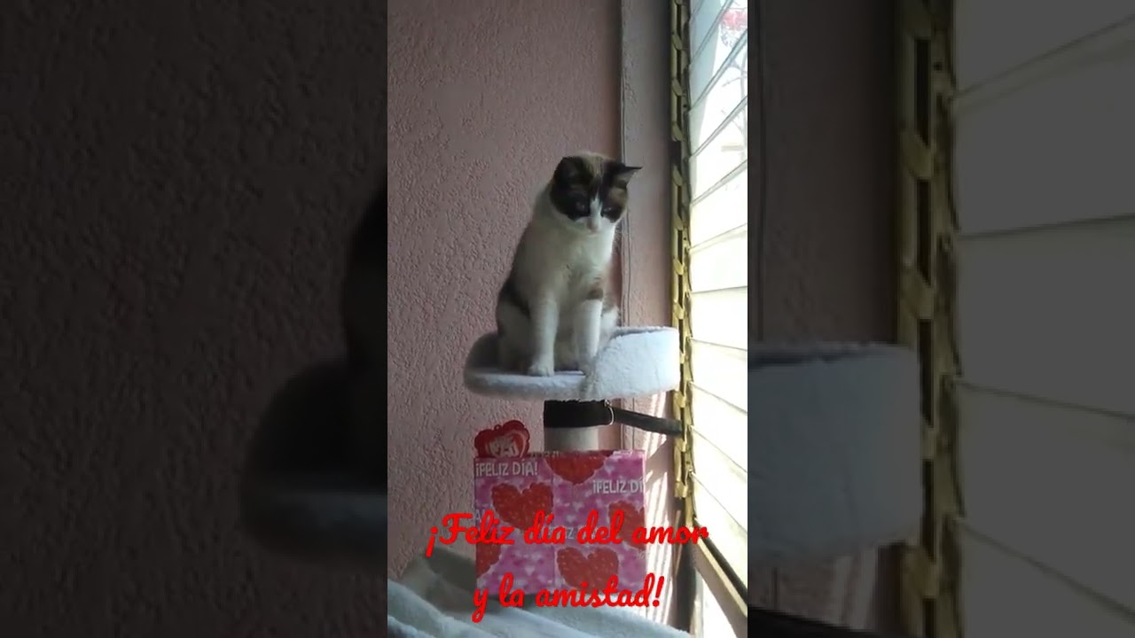 feliz dia del amor y la amistad con gatitos