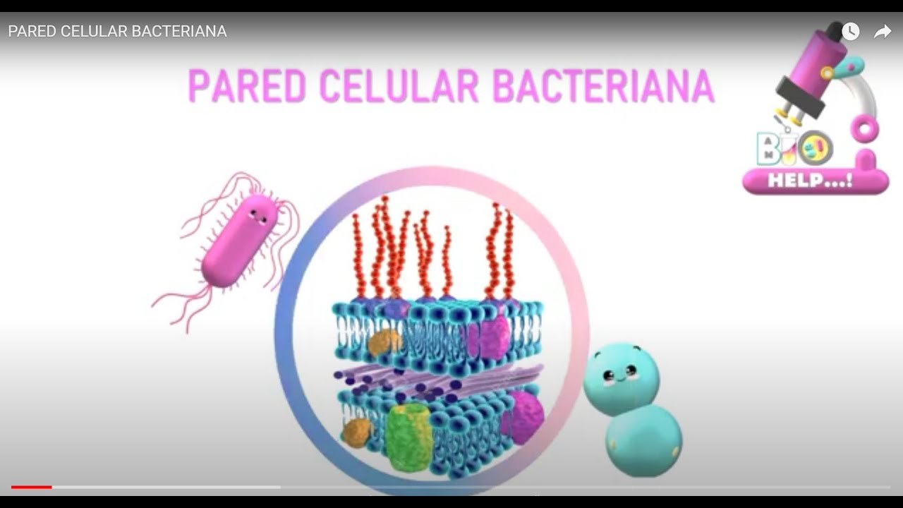 funcion de la pared celular en la celula bacteriana