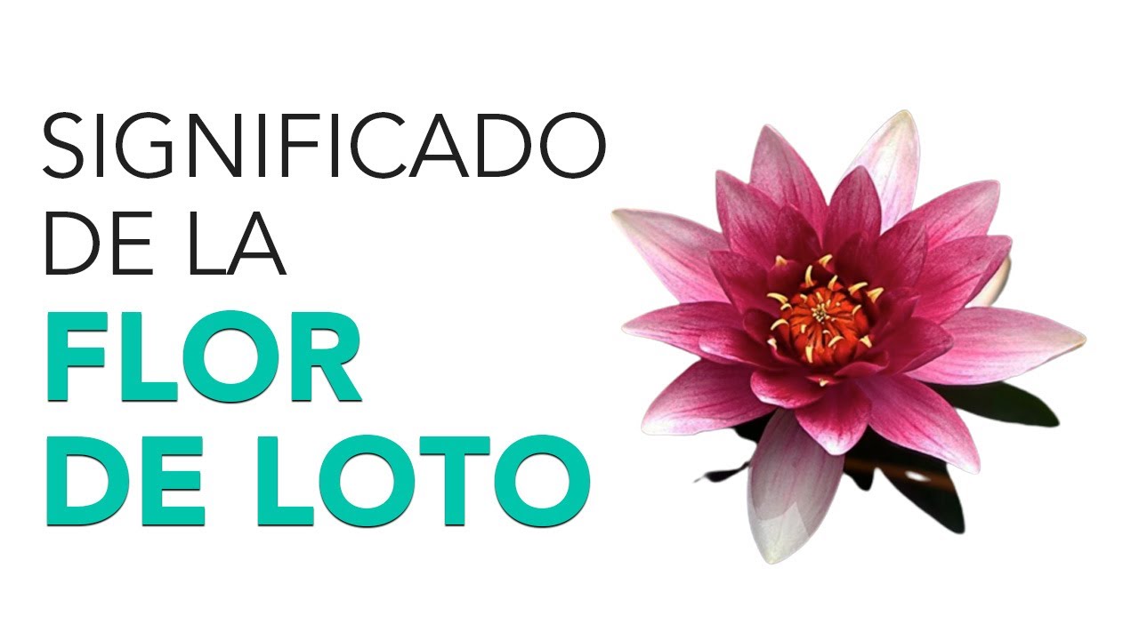 porque las flores de loto crecen en el fango