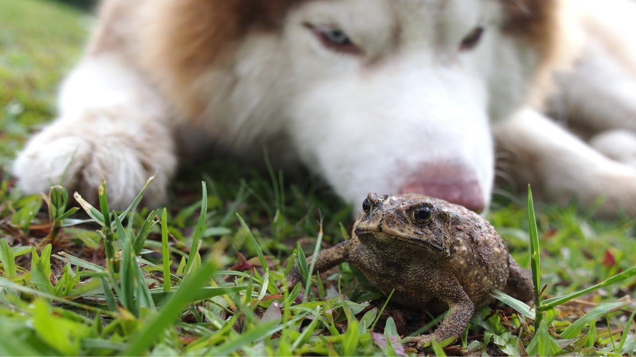 que pasa si mi perro se come un sapo
