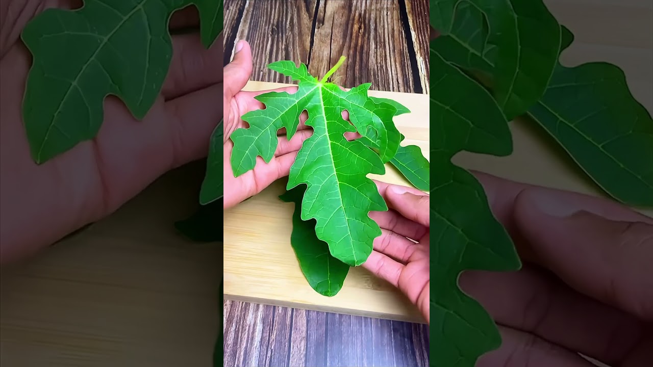 como tomar el te de hojas de papaya