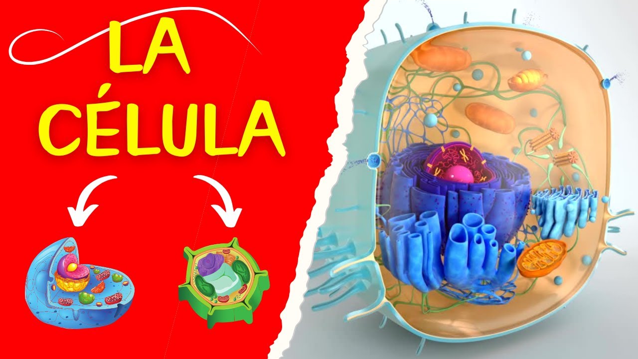 cual es la unidad fundamental de la vida