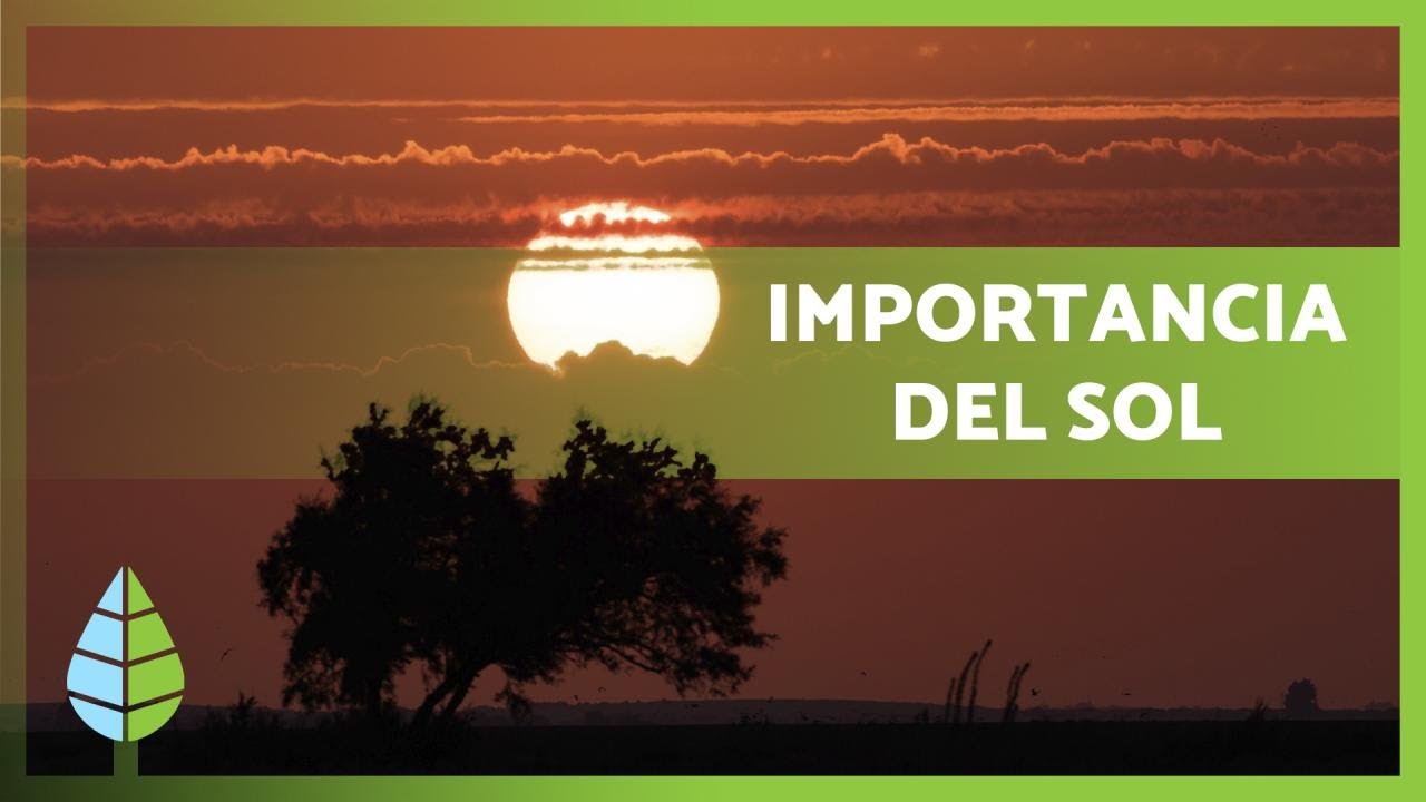 la importancia del sol para los seres vivos