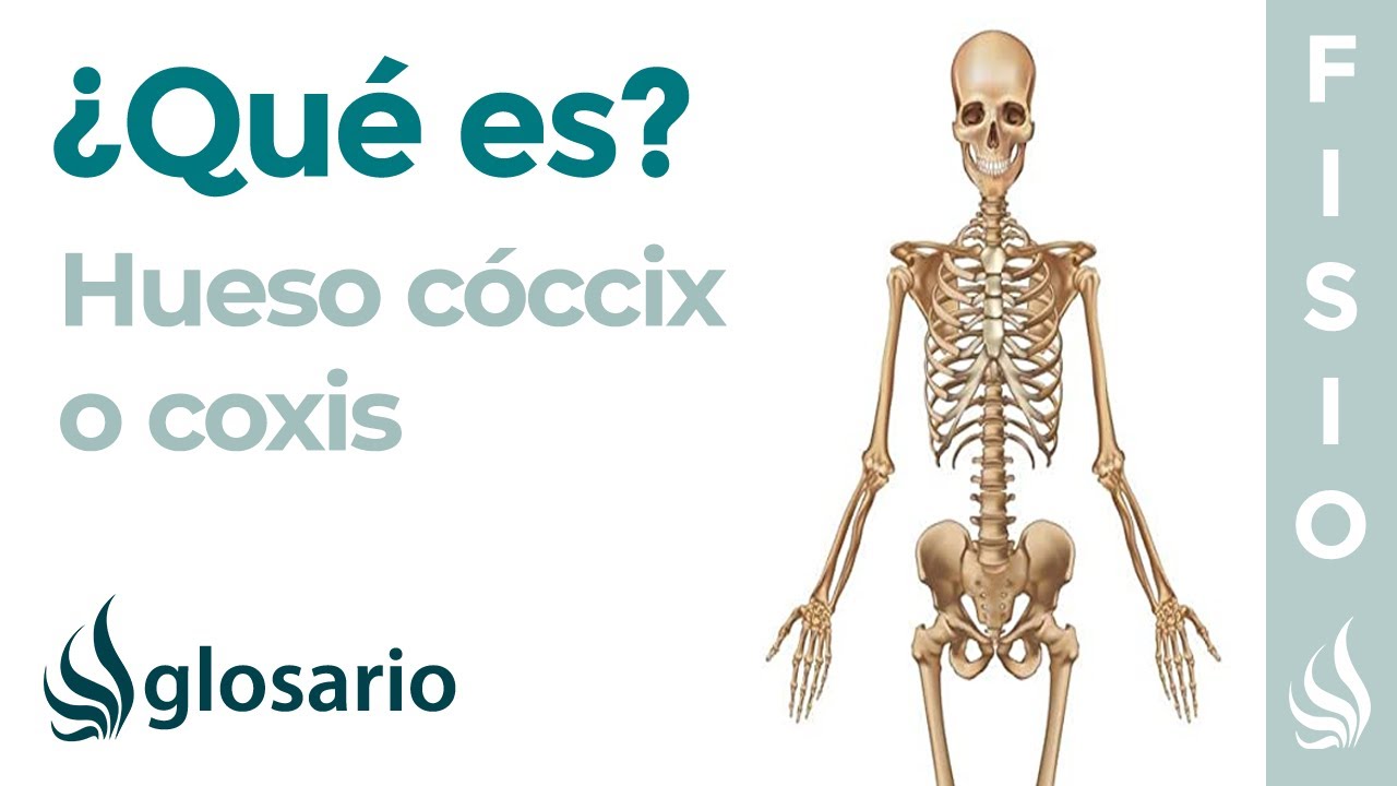 que es el coxis y cual es su funcion