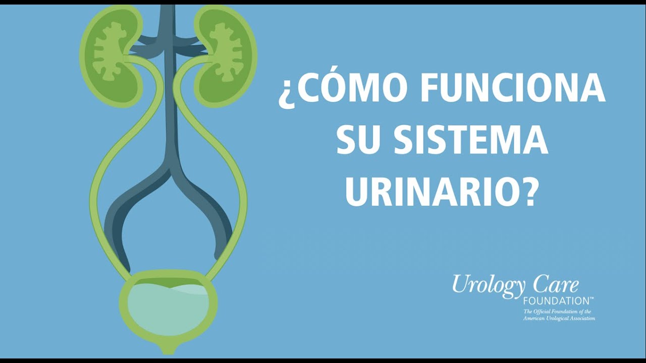 que es la filtracion en el sistema urinario