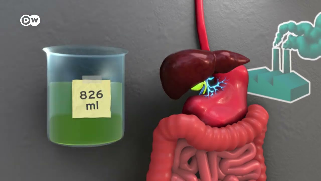 que funcion tiene el higado en el cuerpo humano