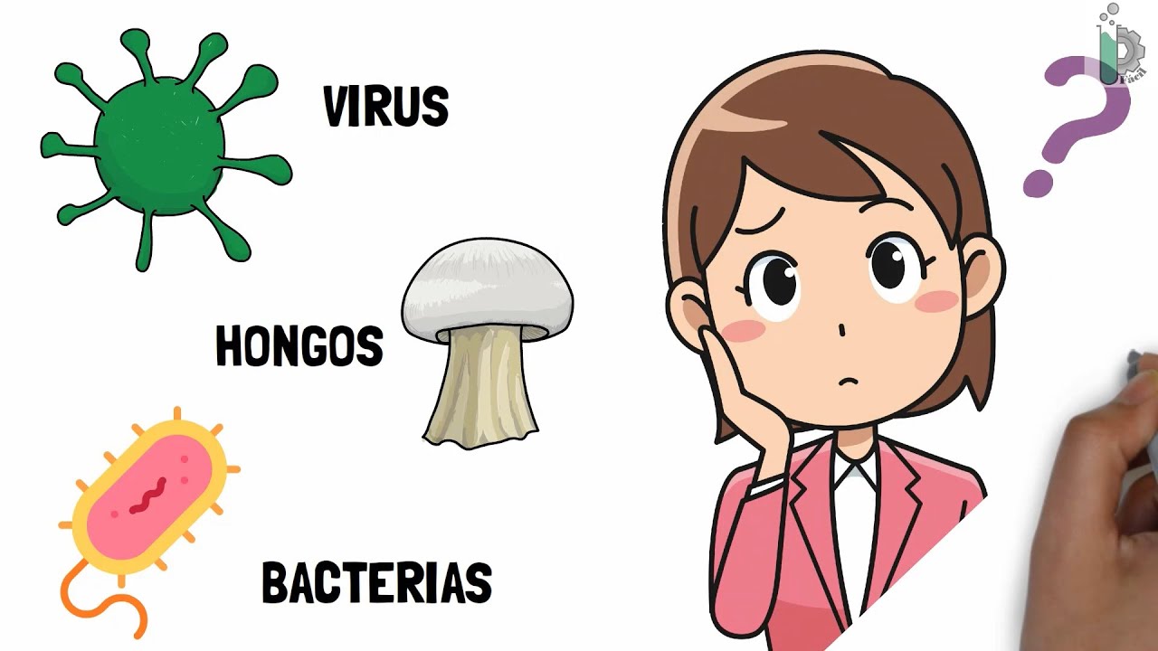 caracteristicas beneficios y riesgos de hongos y bacterias