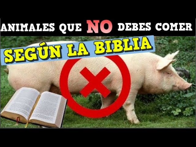 como cuidamos a los animales al consumirlos menos