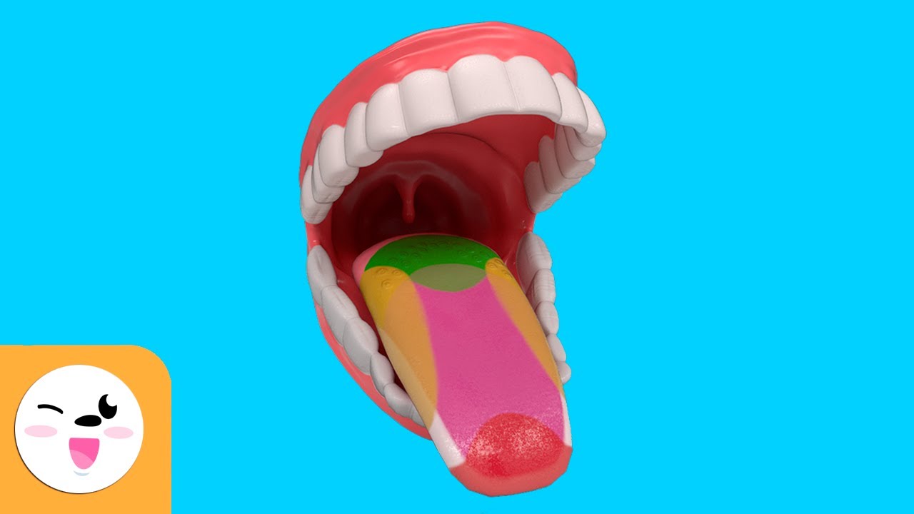 está en la lengua y detectan los sabores