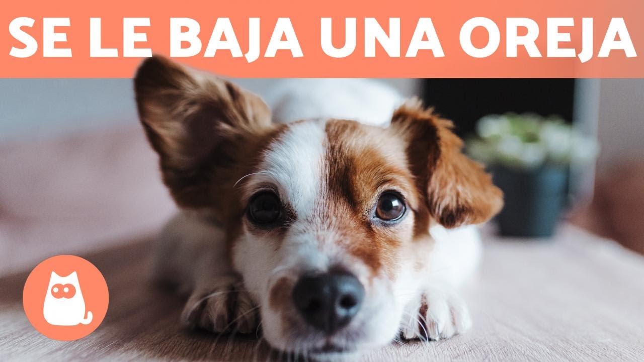 porque se le baja la oreja a mi perro