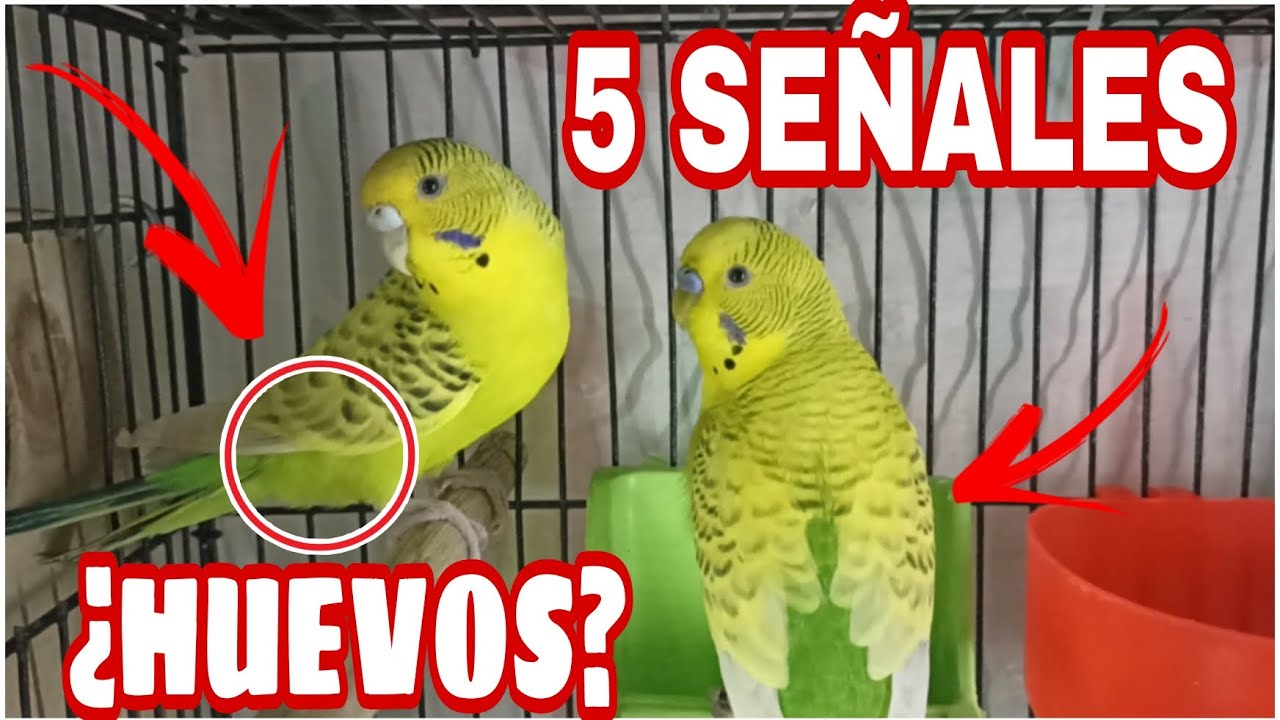 como saber si mi loro quiere poner huevos