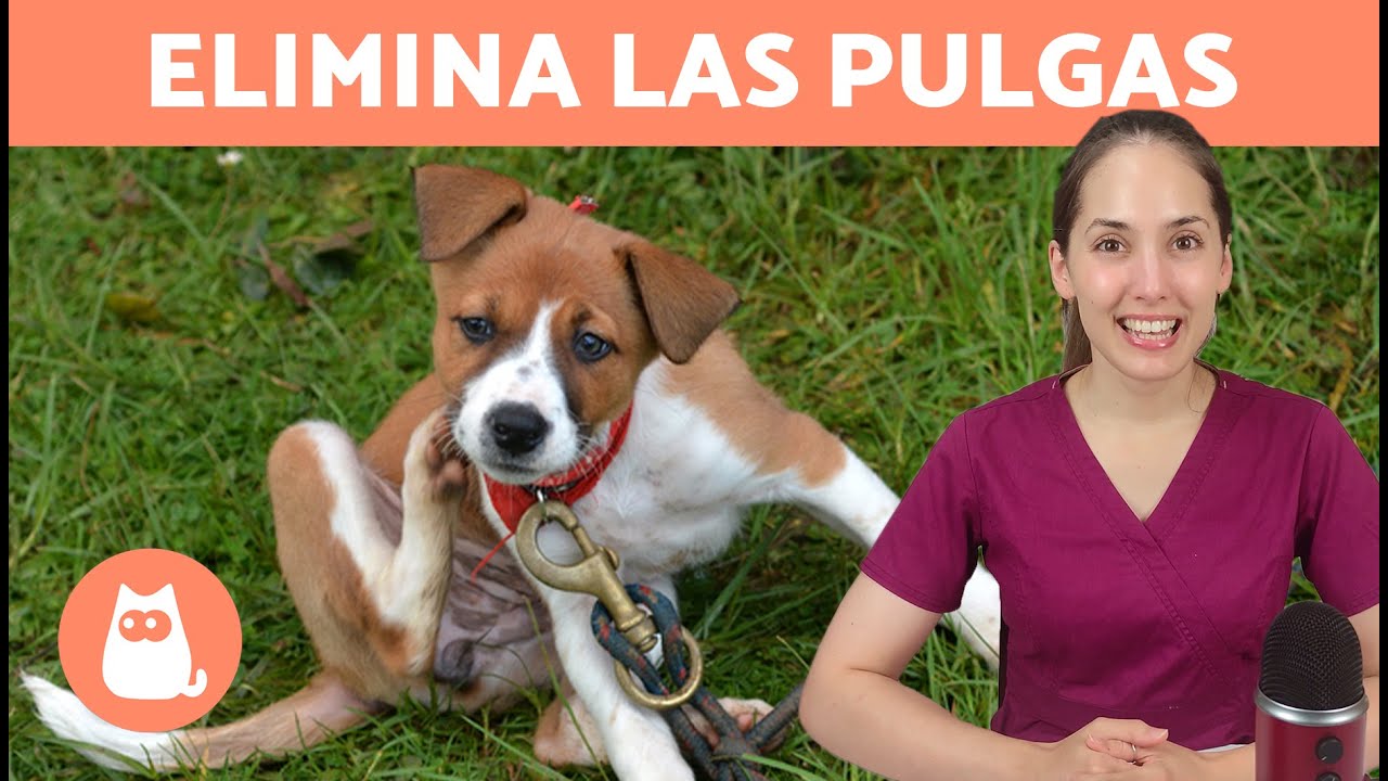 como se le puede quitar las pulgas a un perro
