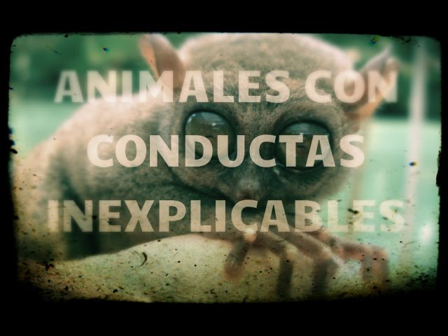 en que benefician a los animales las conductas características